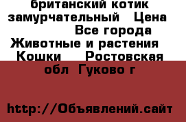 британский котик замурчательный › Цена ­ 12 000 - Все города Животные и растения » Кошки   . Ростовская обл.,Гуково г.